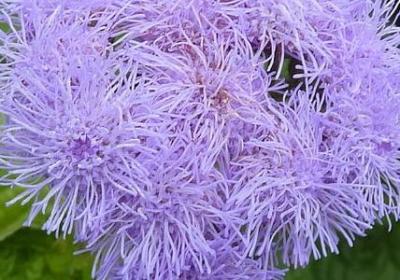 赞美松树的名言(必备70句) 赞美松树的名言(必备70句)