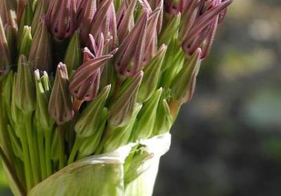 论语的名言警句(40句) 论语的名言警句(40句)