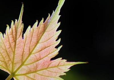 贝多芬说的名言(50句) 贝多芬说的名言(50句)