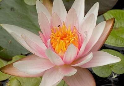 诚信的英语名言(精选50句) 诚信的英语名言(精选50句)