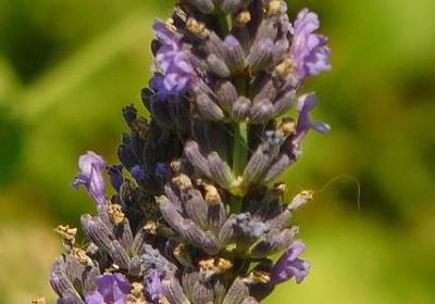 赞美父爱的名言(必备70句) 赞美父爱的名言(必备70句)