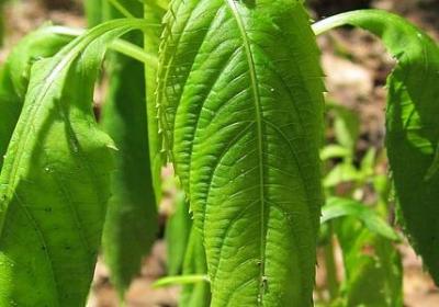 英文名言警句 励志(热门120句)