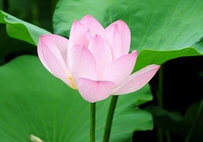 花儿与少年语录(精选10句)