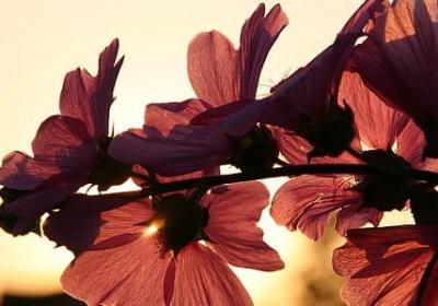 美的名言名句(通用40句) 美的名言名句(通用40句)