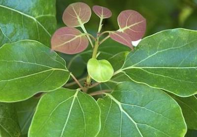 艺术名人名言(精选72句) 艺术名人名言(精选72句)