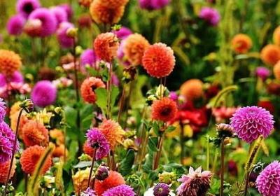 老子的名人名言(热门20句) 老子的名人名言(热门20句)