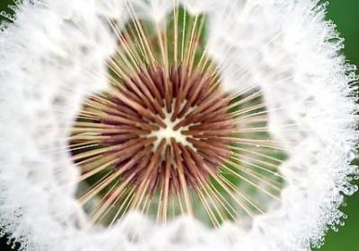 花的名人名言(精选80句) 花的名人名言(精选80句)