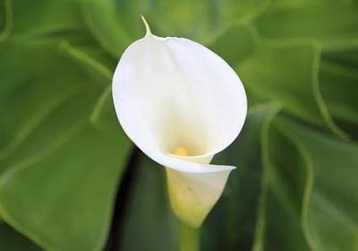 英语名言摘抄(热门98句) 英语名言摘抄(热门98句)