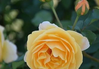 胡适保险名言(合集30句) 胡适保险名言(合集30句)