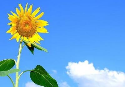 美德的名言警句(必备10句) 美德的名言警句(必备10句)