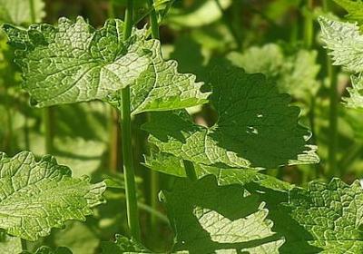 读书名人名言大全(汇总80句) 读书名人名言大全(汇总80句)