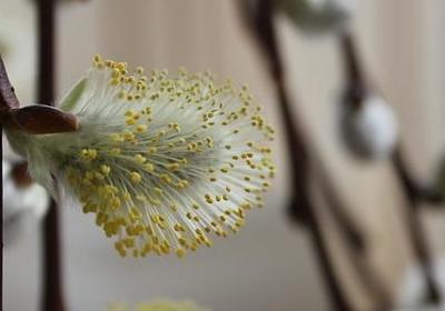 莎士比亚读书的名言(必备50句) 莎士比亚读书的名言(必备50句)