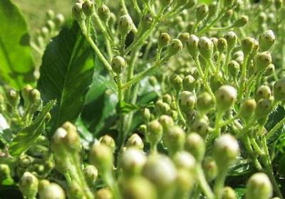 郑板桥的名言(合集80句) 郑板桥的名言(合集80句)