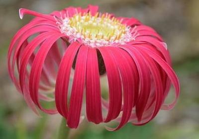 贾平凹的名言(实用40句) 贾平凹的名言(实用40句)