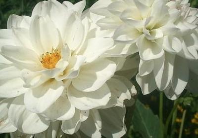 英语励志名人名言(优选79句)