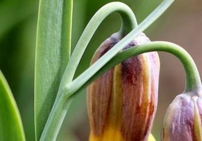 罗斯福的名言(10句)