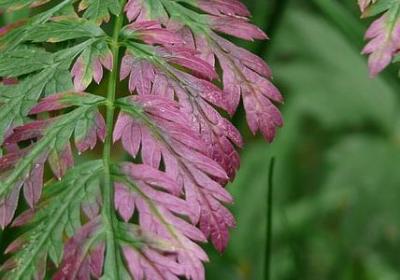 笛卡尔的名言(通用10句) 笛卡尔的名言(通用10句)