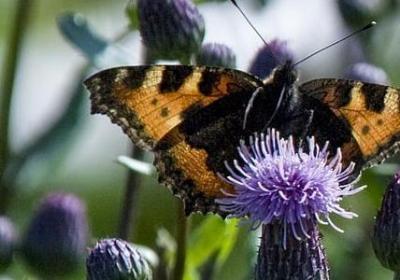 自然的名言警句(共60句) 自然的名言警句(共60句)