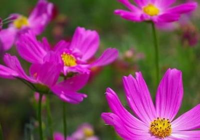 老人与海中的名言(共27句) 老人与海中的名言(共27句)