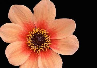 禁毒名言警句(推荐80句) 禁毒名言警句(推荐80句)