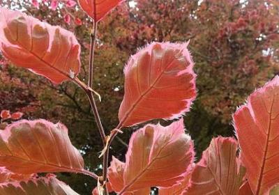 莎士比亚说的名言(实用58句) 莎士比亚说的名言(实用58句)