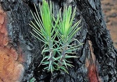 苏轼的名言名句(热门20句) 苏轼的名言名句(热门20句)