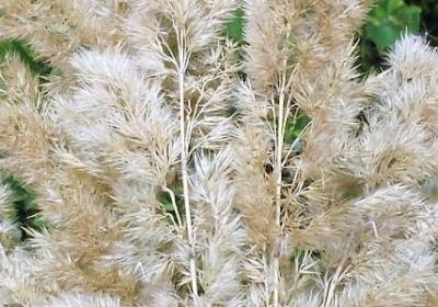 米兰昆德拉名言(优选30句) 米兰昆德拉名言(优选30句)