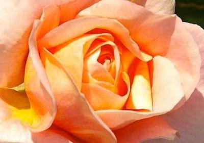 红楼梦名人名言(20句) 红楼梦名人名言(20句)