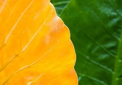 福尔摩斯的名言(共10句)