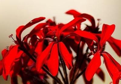 蜡笔小新的名言(推荐20句)