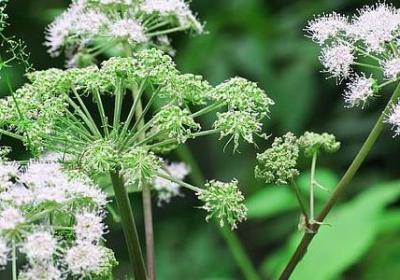 诸葛亮写的名言(热门120句) 诸葛亮写的名言(热门120句)