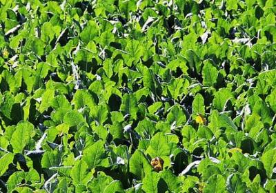 遵守诺言的名言(共37句) 遵守诺言的名言(共37句)