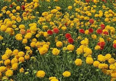 诚信有关的名言(热门60句)