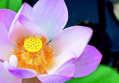 读书小报名言(优选80句)