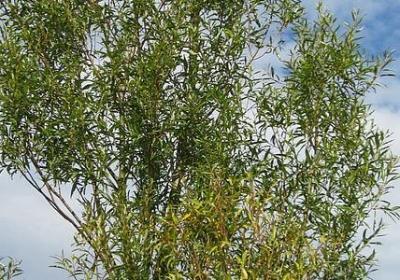 红岩名言警句(实用80句)