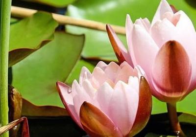 积极心态的名言(实用60句)