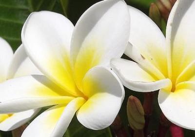 萧伯纳的名言(共40句) 萧伯纳的名言(共40句)