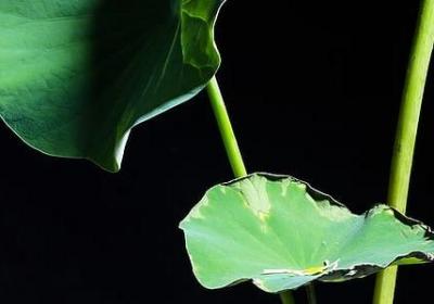 芜湖大司马语录(精选20句)