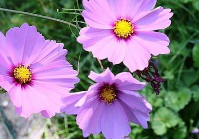 释迦牟尼的名言(推荐43句) 释迦牟尼的名言(推荐43句)