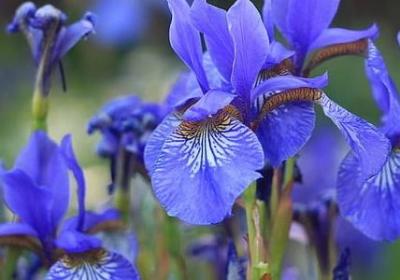 立志名言名句(优选50句)