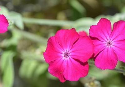 胸怀天下的名言(69句)