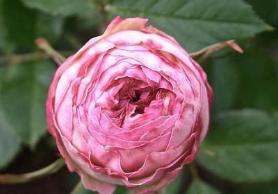 老师爱学生的名言(合集40句) 老师爱学生的名言(合集40句)