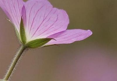 育儿名言名句(汇总80句)