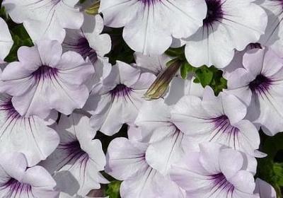 罗曼罗兰名言名句(精选60句)