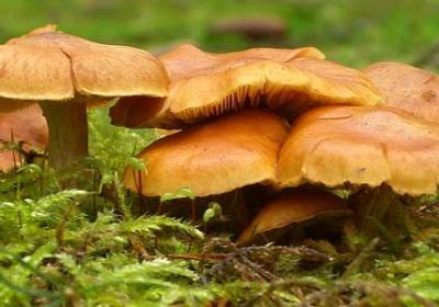 赞美医生的经典语录(共50句)