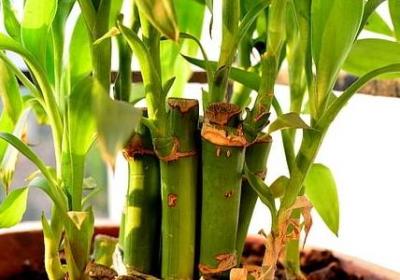 老子名人名言(实用20句)