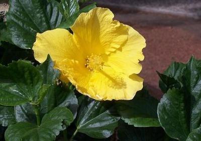 自立自强的名言警句(精选60句)