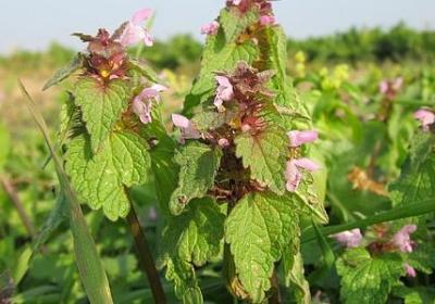 英语名人名言手抄报(合集80句) 英语名人名言手抄报(合集80句)