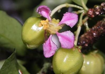 绿色环保的名言(120句) 绿色环保的名言(120句)