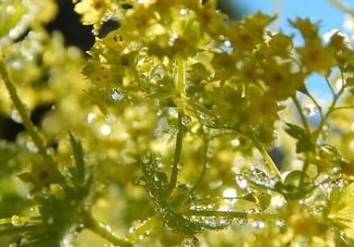 窃格瓦拉名言(必备80句) 窃格瓦拉名言(必备80句)